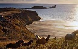 wild horses overlooking worms head on homepage of lothloriencottage self catering cottage