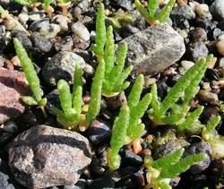 Gower Samphire which you can buy while staying at Lothlorien Self catering accommodation in south Wales