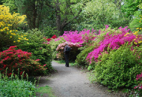 Clyne Gardens Swansea which you can visit near Lothlorien holiday cottage in Wales