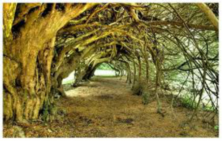 Visit Yew Tree Tunnel and stay at Lothlorien Cottage